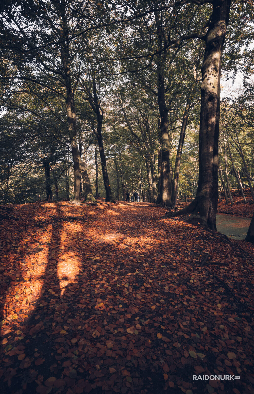 Holland, Den Haag, city, parks, autumn