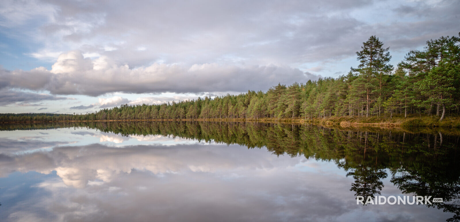 kõrvemaa, raba, eesti loodus, venejärv, suvi