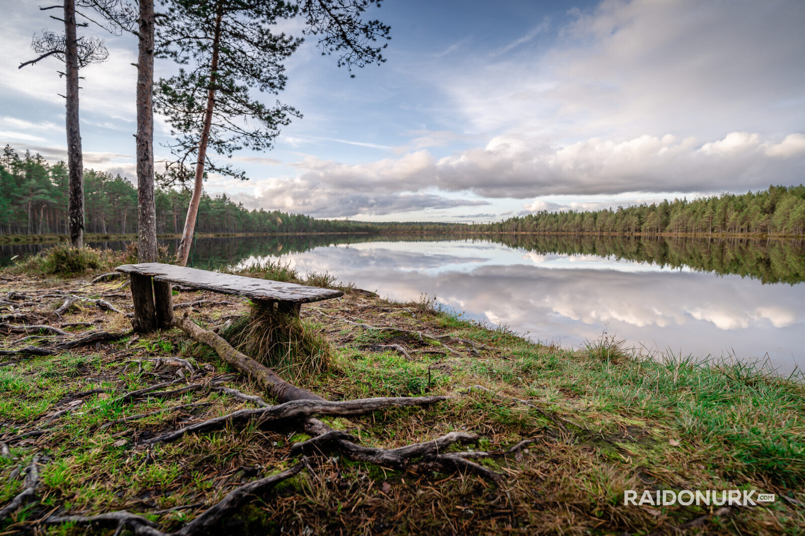 kõrvemaa, raba, eesti loodus, venejärv, suvi