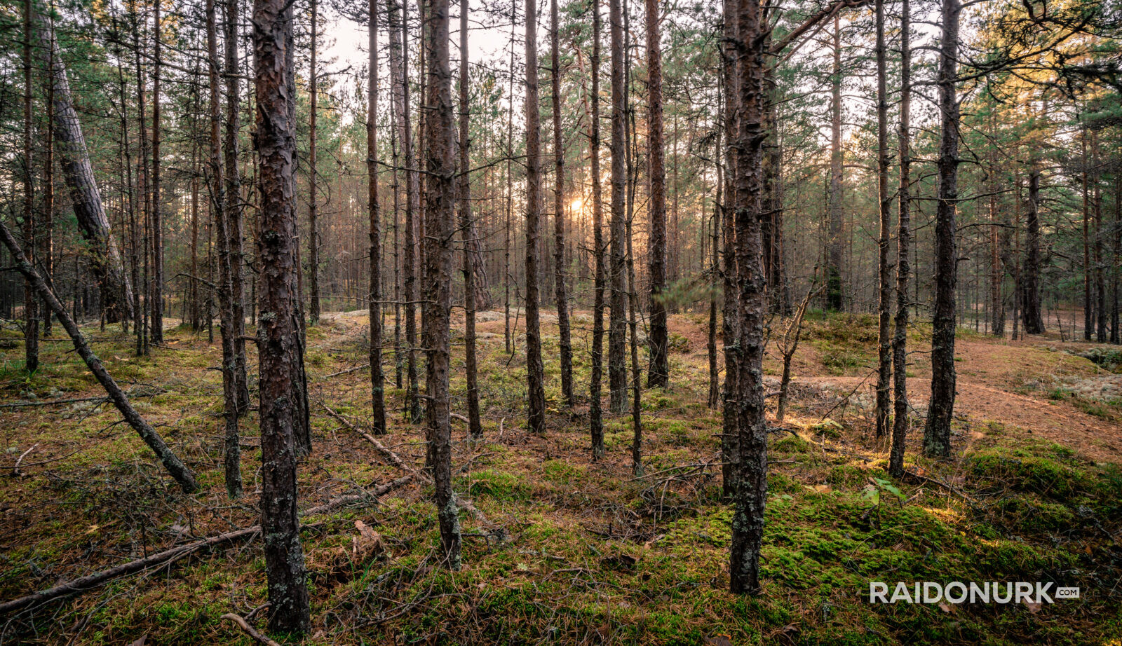 laulasmaa, mets, suvi, päikeseloojang, eesti loodus