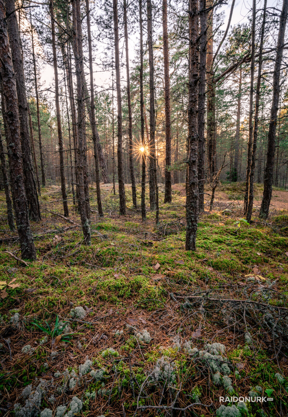 laulasmaa, mets, suvi, päikeseloojang, eesti loodus
