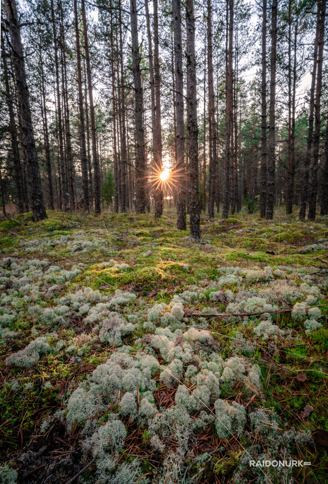 laulasmaa, mets, forest suvi, päikeseloojang, eesti loodus, eesti, estonia, maastikufoto, landscape