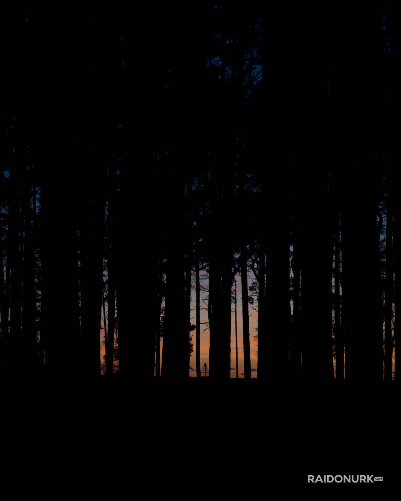 Tree silhouettes, puude siluetid, suvi, Pirita, Tallinn, visitestonia, Estonia, Eesti, suvi, öö, night, colours, värvid, mets, Forest