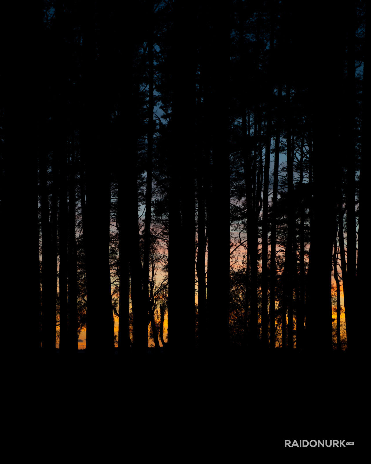 Tree silhouettes, puude siluetid, suvi, Pirita, Tallinn, visitestonia, Estonia, Eesti, suvi, öö, night, colours, värvid, mets, Forest