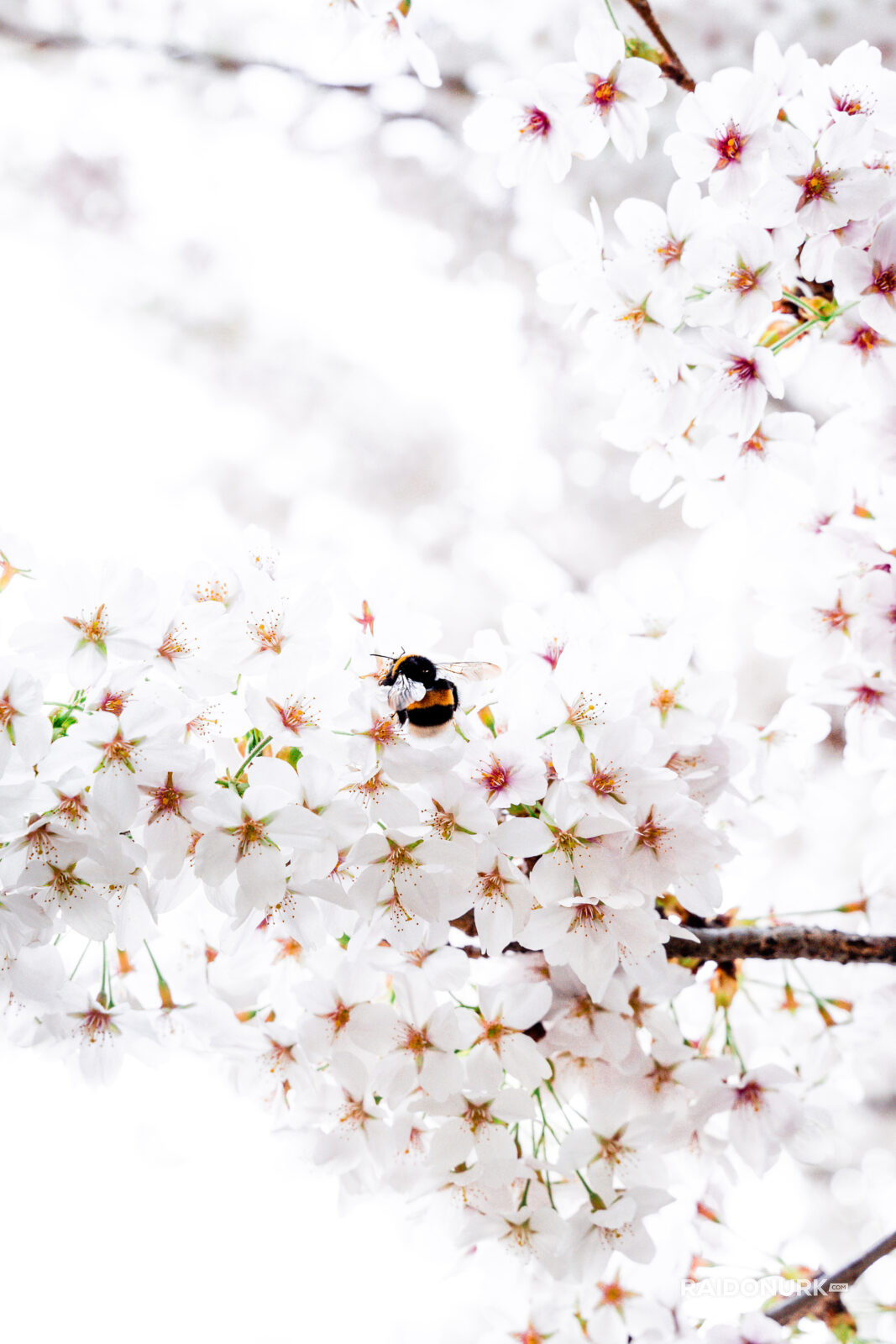 bee, mesilane, blooming, kevad, spring, minimalism, õitsemine
