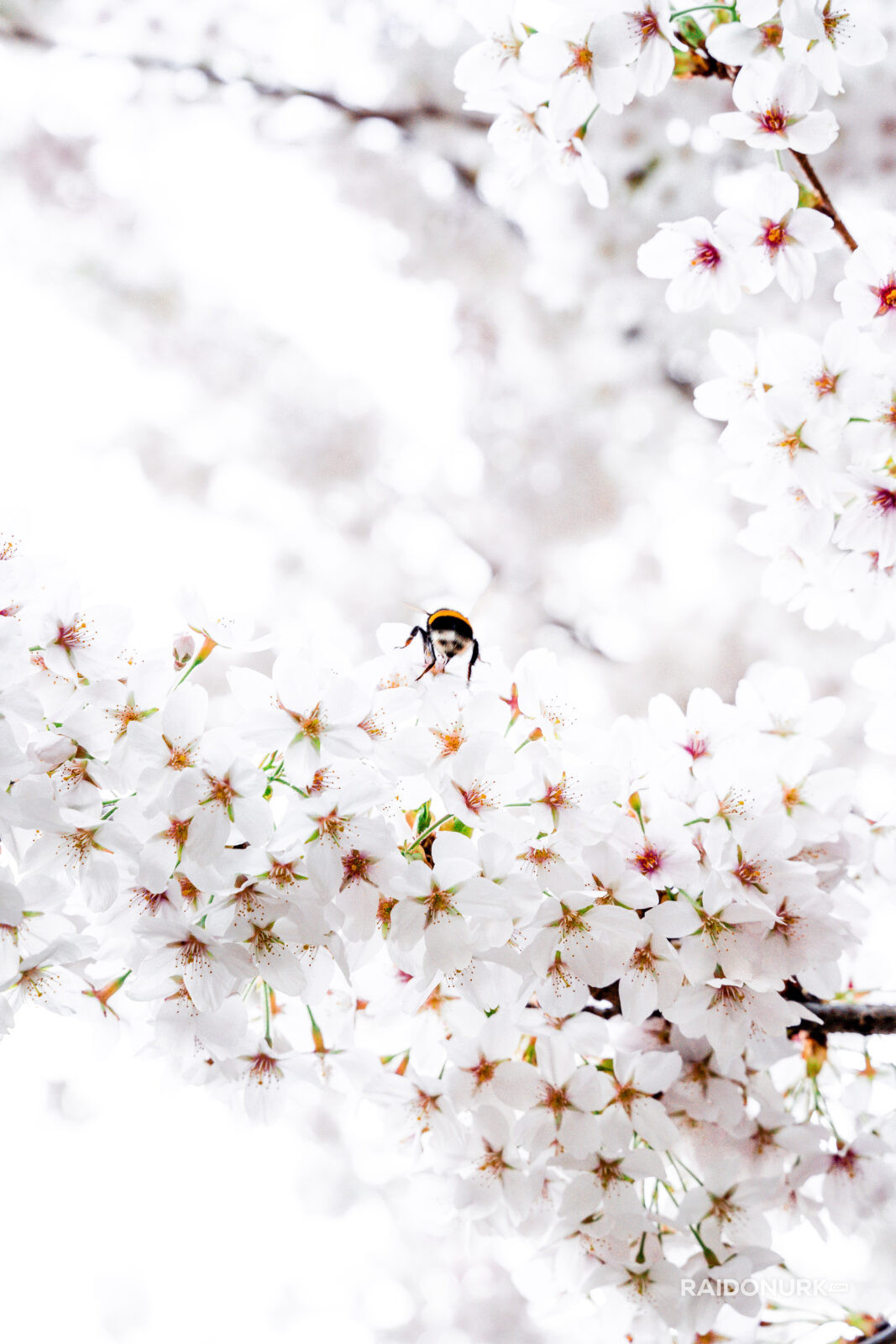 bee, mesilane, blooming, kevad, spring, minimalism, õitsemine