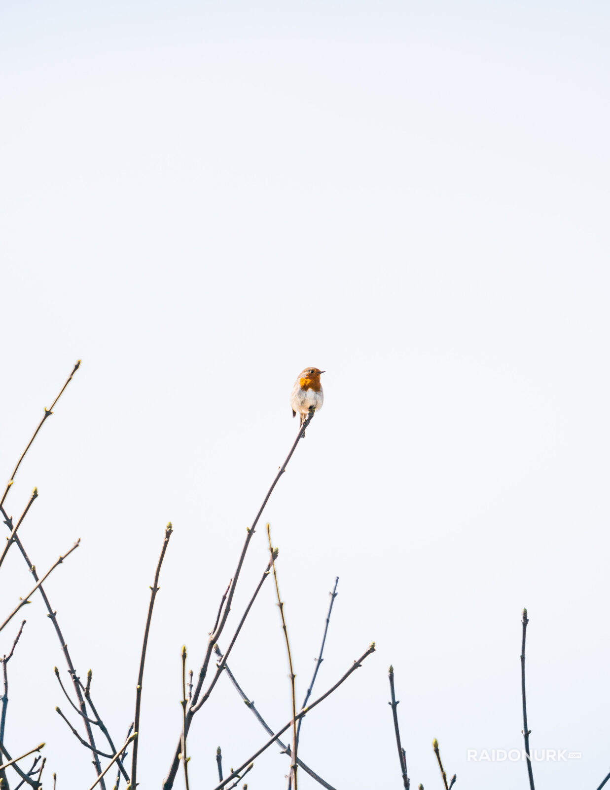 robin, bird, wildlife, robin bird, minimalism, Netherlands, dunes