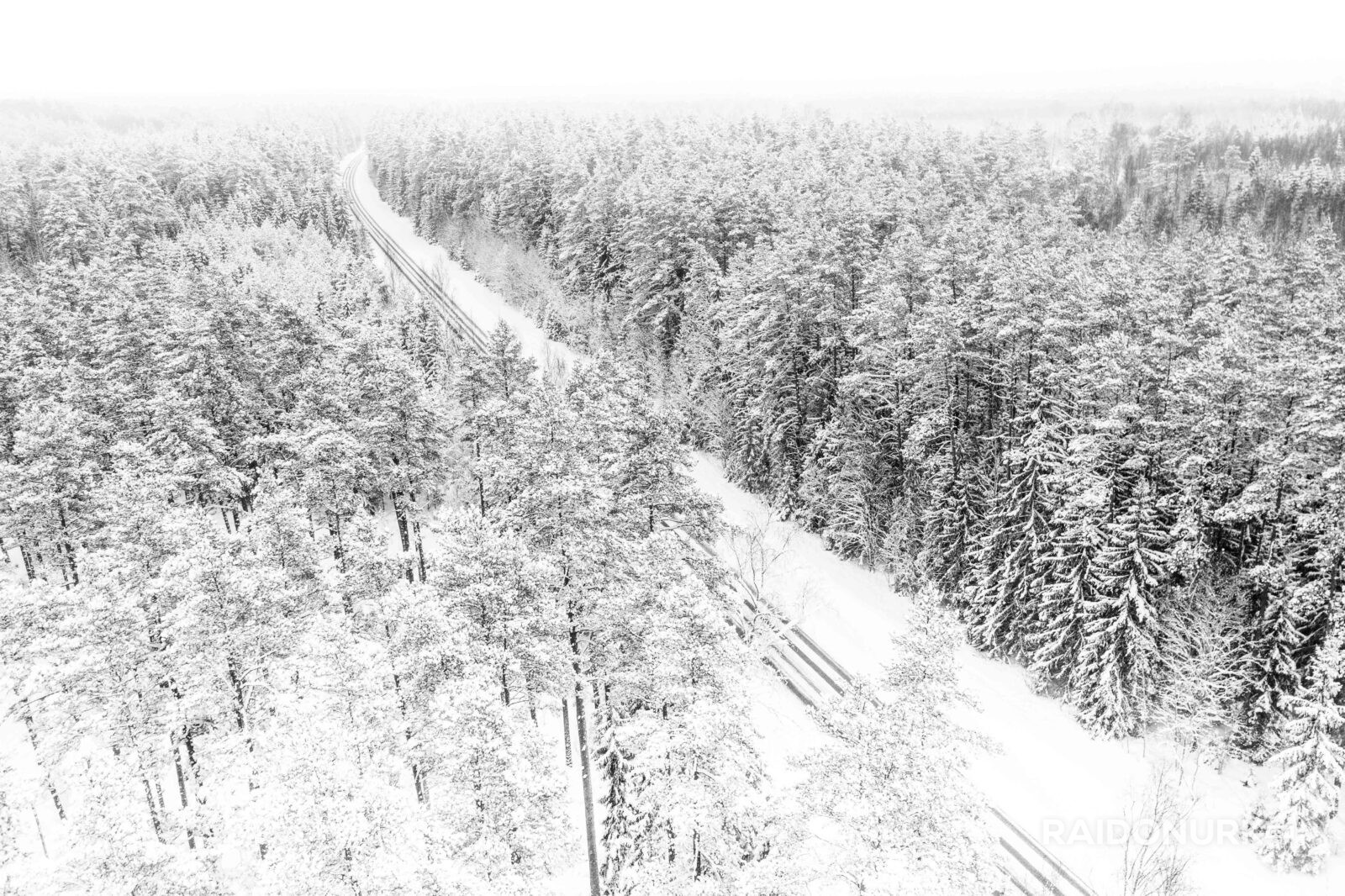 Estonia, winter, snow, snowy trees, forest, winter forest