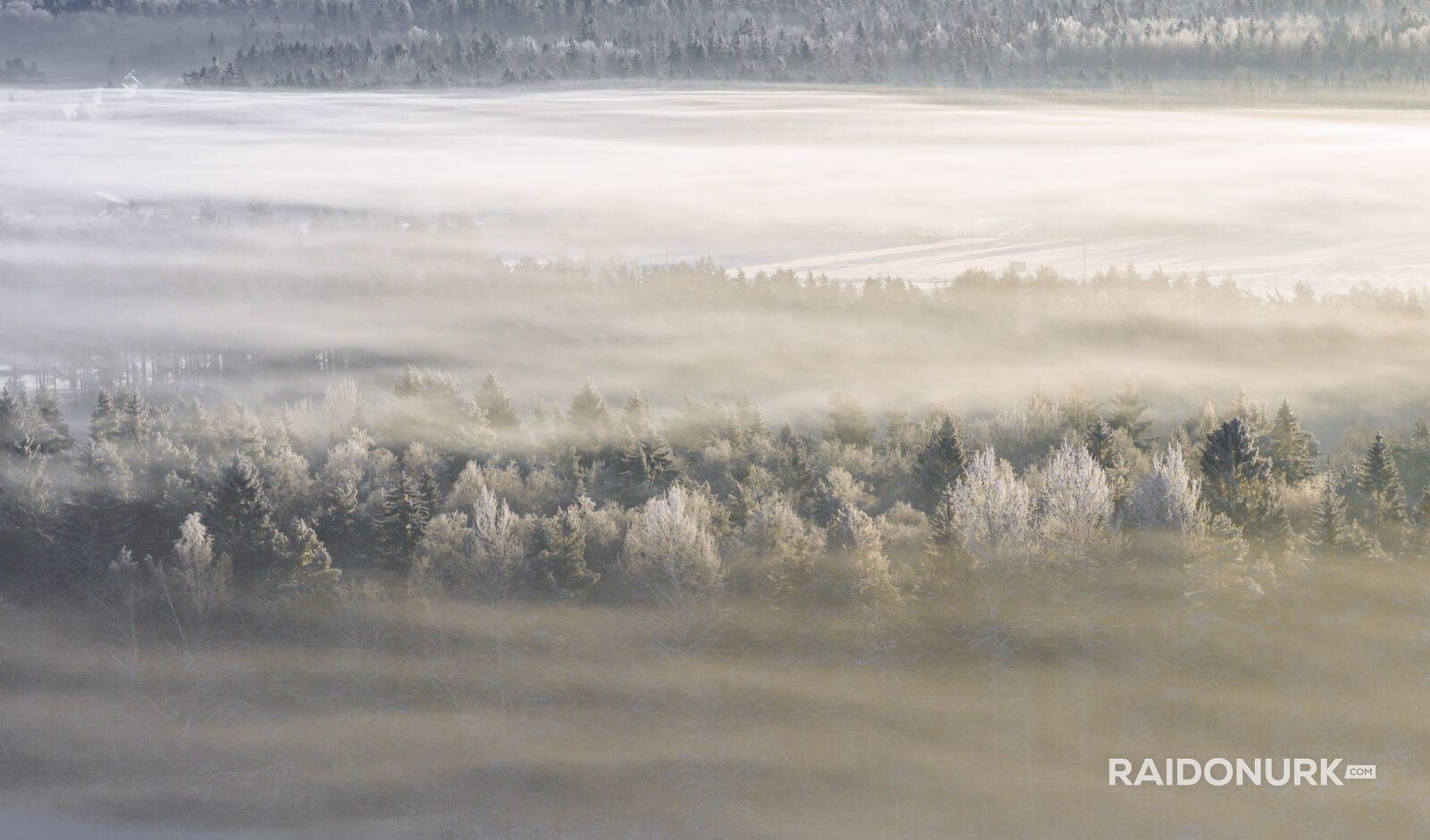 mets, forest, misty forest, estonian wilderness, estonian foggy mornings, misty forest, fog, winter, winter sunset, eesti loodusfotod
