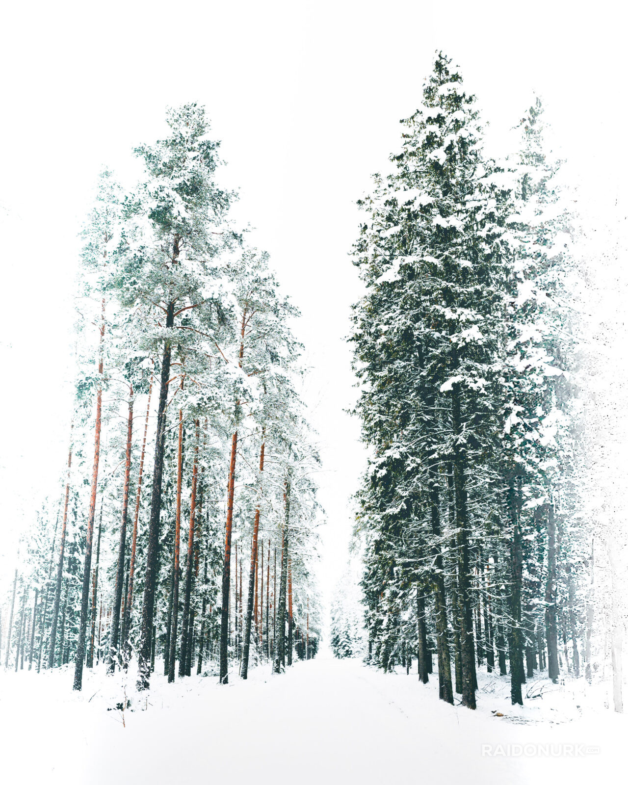 Talv, lumi, eesti mets, eesti loodus, eesti talv, winter, snowy winter, eesti looduspildid, valge mets