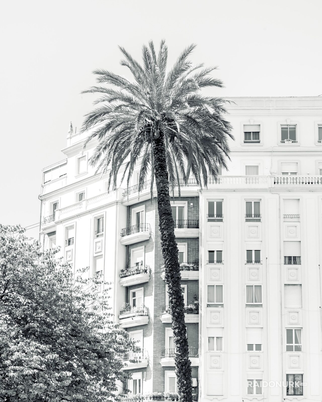 Spain, minimalism, palmtree, visit spain, Valencia