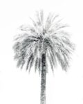 Spain, minimalism, palmtree, visit spain, Valencia