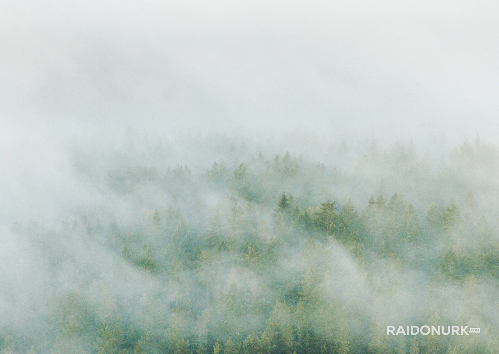 Kõrvemaa, Visit estonia, eesti loodus, eesti mets, visit kõrvemaa, eesti sood ja rabad, udune mets, misty morning sunrise, hommikune udu, päikesetõus rabas, udune raba