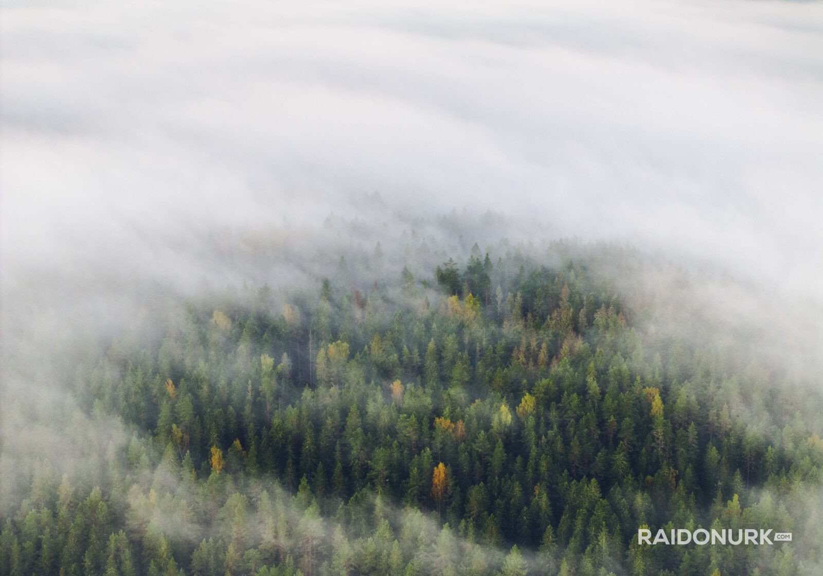 Kõrvemaa, Visit estonia, eesti loodus, eesti mets, visit kõrvemaa, eesti sood ja rabad, udune mets, misty morning sunrise, hommikune udu, päikesetõus rabas, udune raba