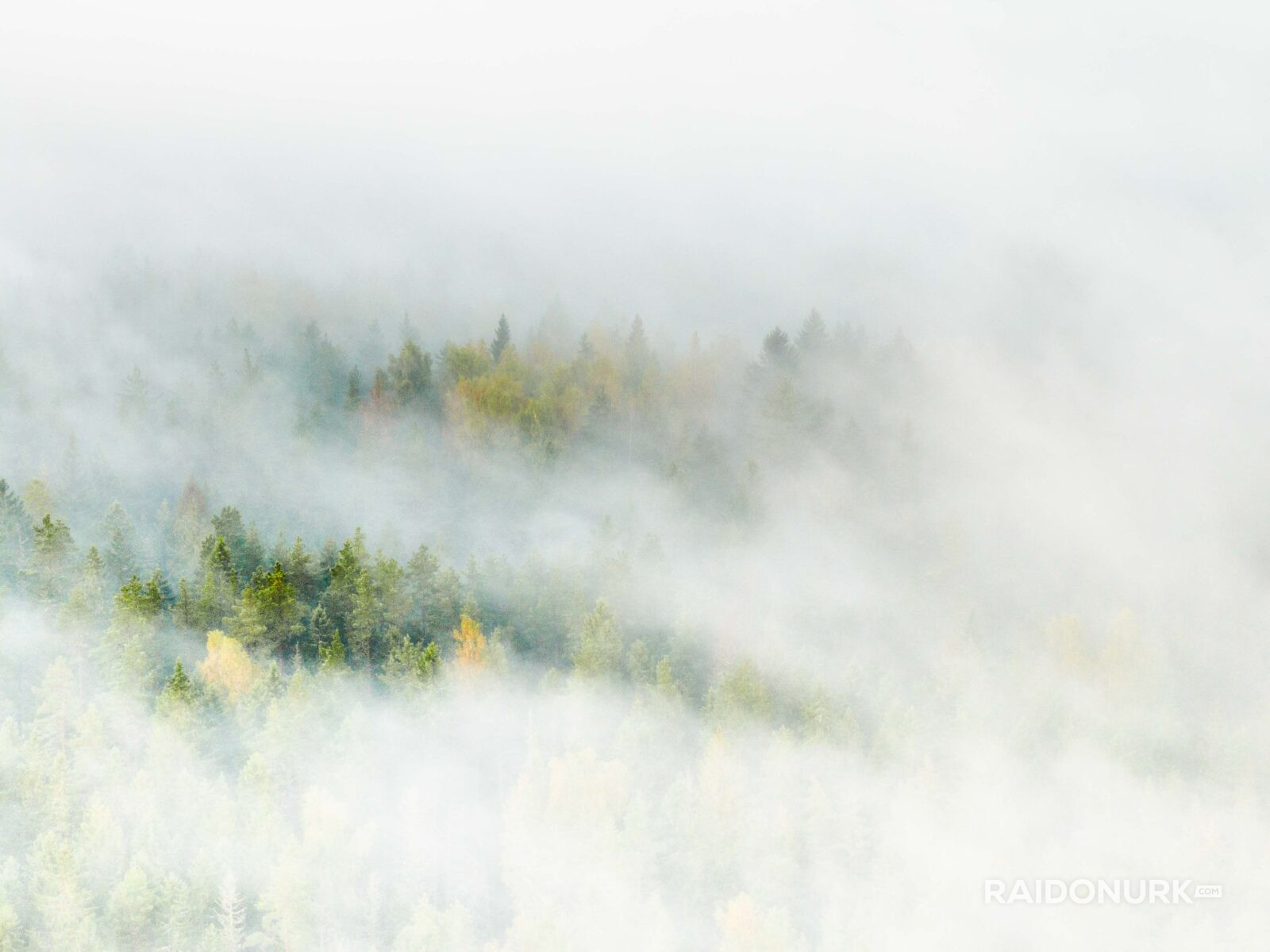 Kõrvemaa, Visit estonia, eesti loodus, eesti mets, visit kõrvemaa, eesti sood ja rabad, udune mets, misty morning sunrise, hommikune udu, päikesetõus rabas, udune raba