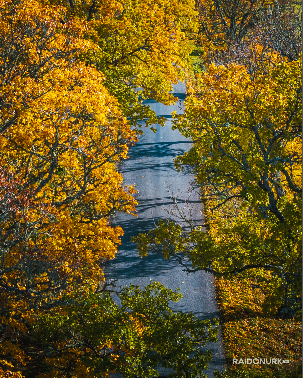 Autumn, autumn colours, autumn estonia, autumn photography