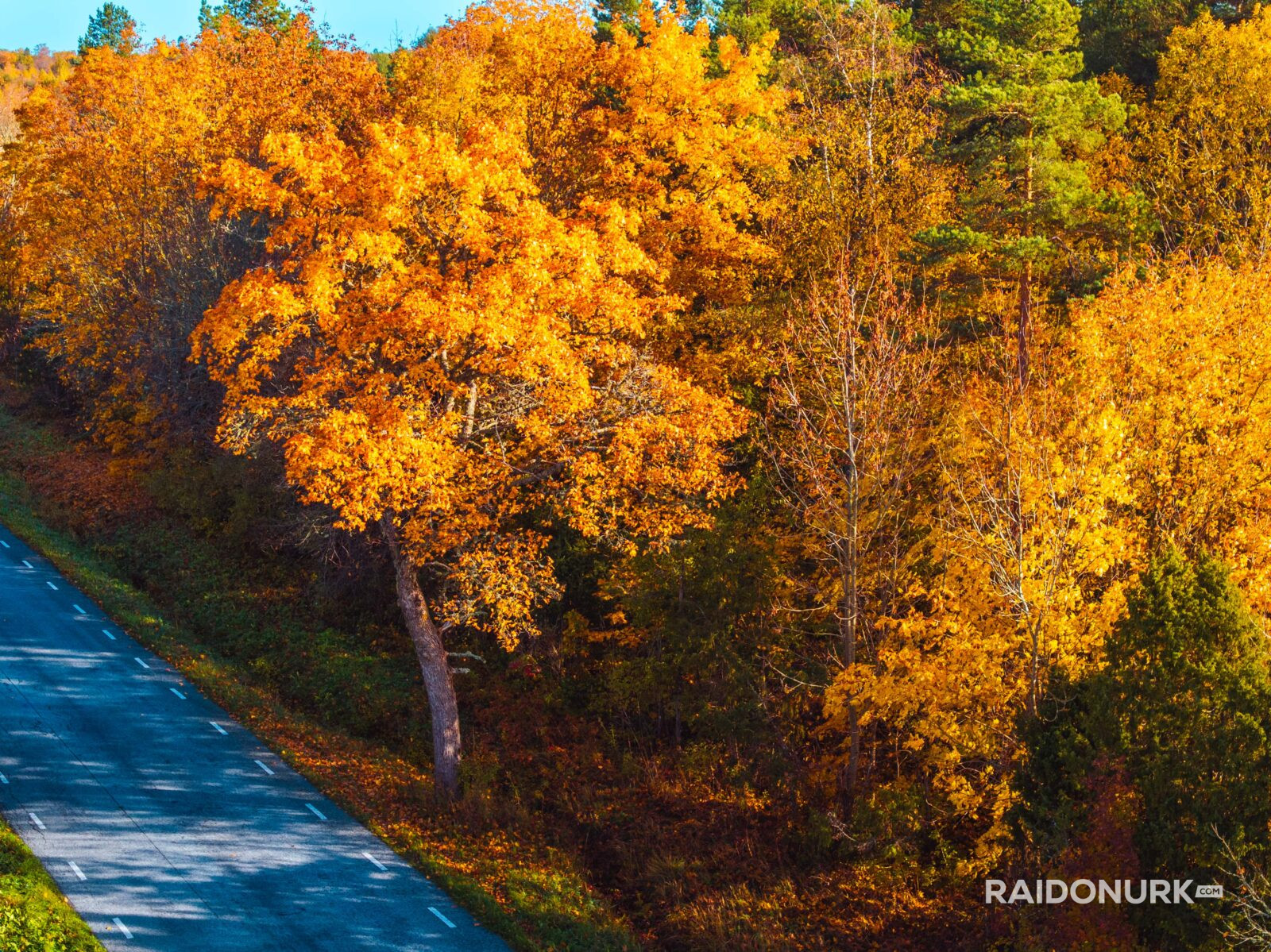 Autumn, autumn colours, autumn estonia, autumn photography