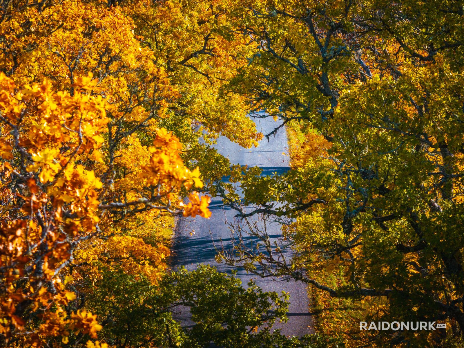 Autumn, autumn colours, autumn estonia, autumn photography