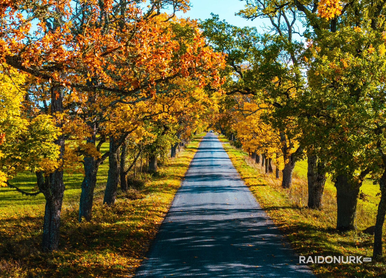 Autumn, autumn colours, autumn estonia, autumn photography