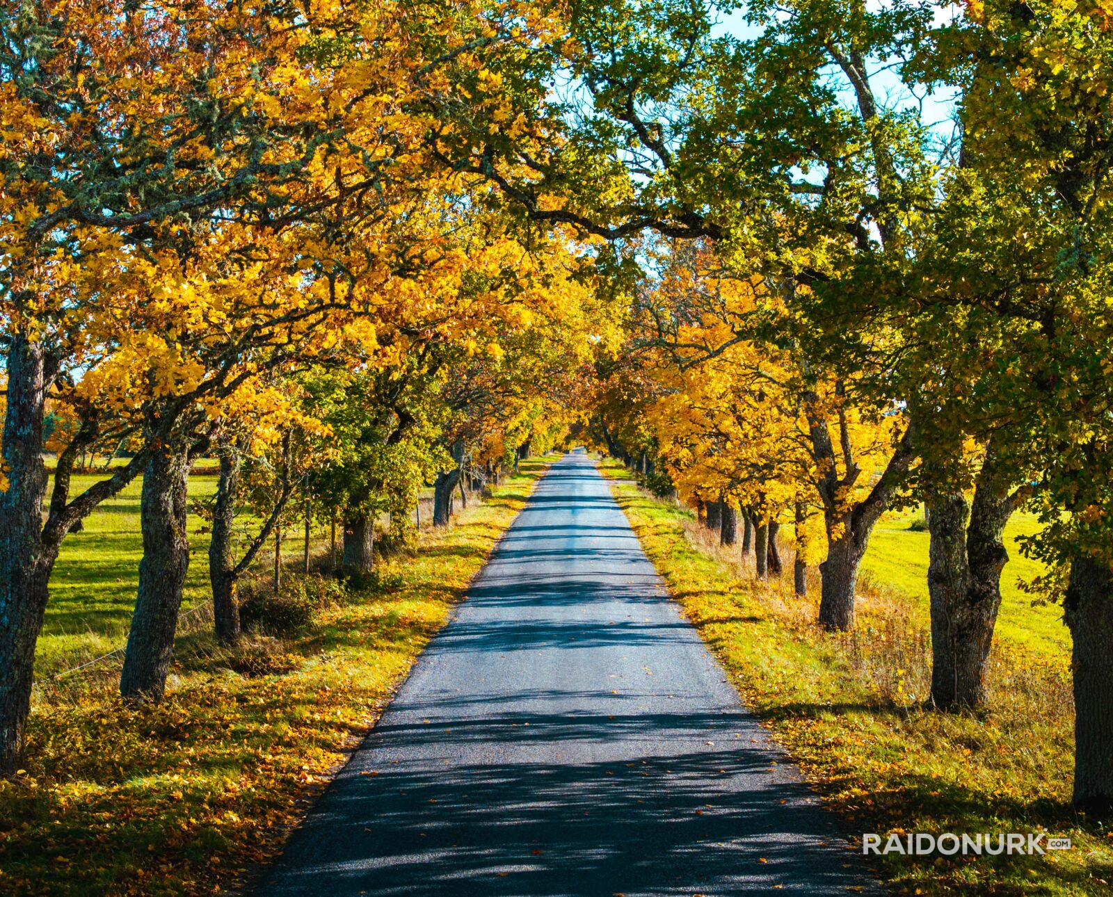 Autumn, autumn colours, autumn estonia, autumn photography