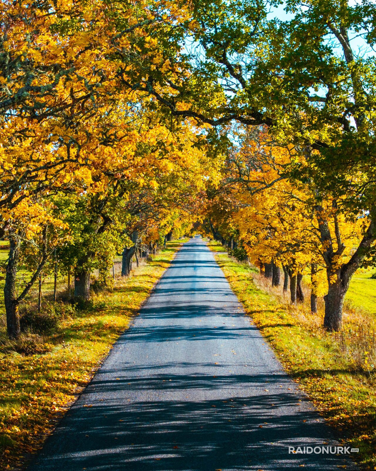 Autumn, autumn colours, autumn estonia, autumn photography