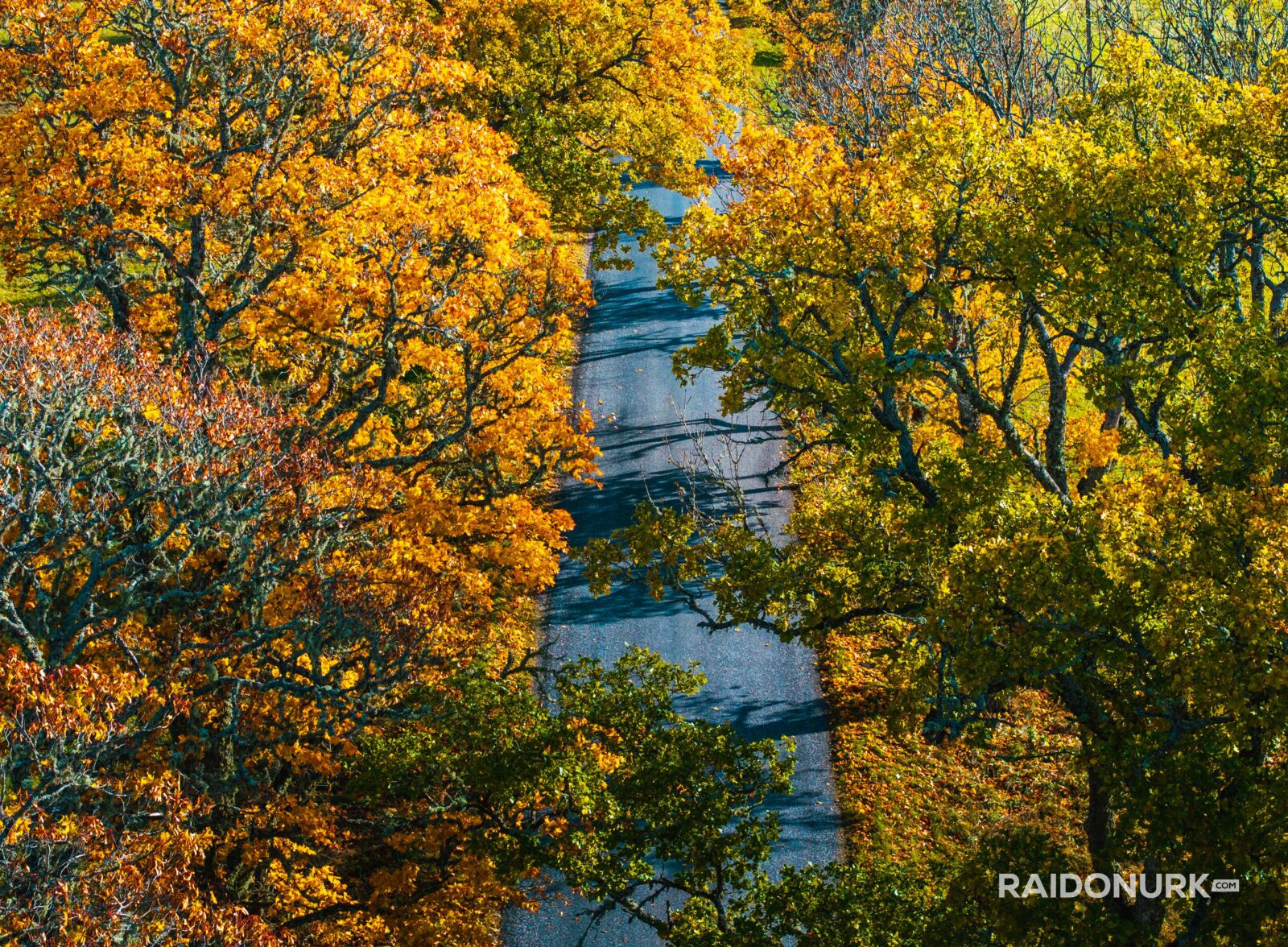 Autumn, autumn colours, autumn estonia, autumn photography