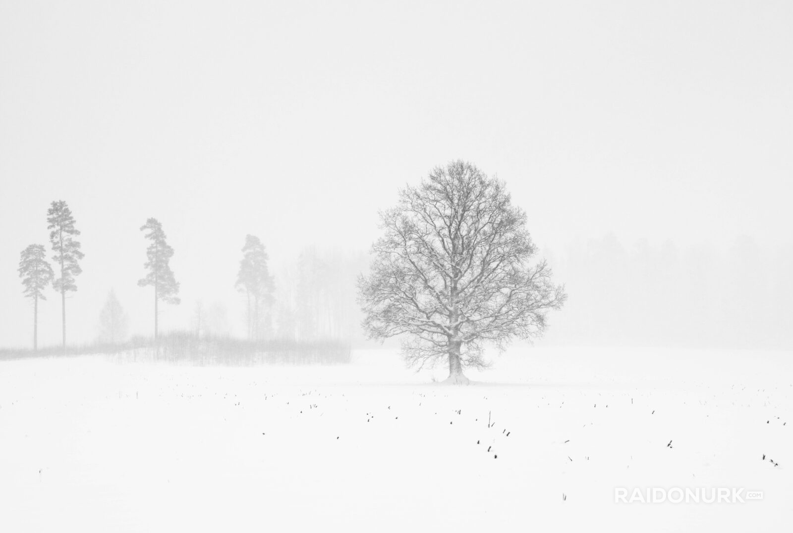 Snow, eesti talv, eesti, visit estonia, snow flood, snowy day, snowy eesto, lumine eesti talv, lumeuputus