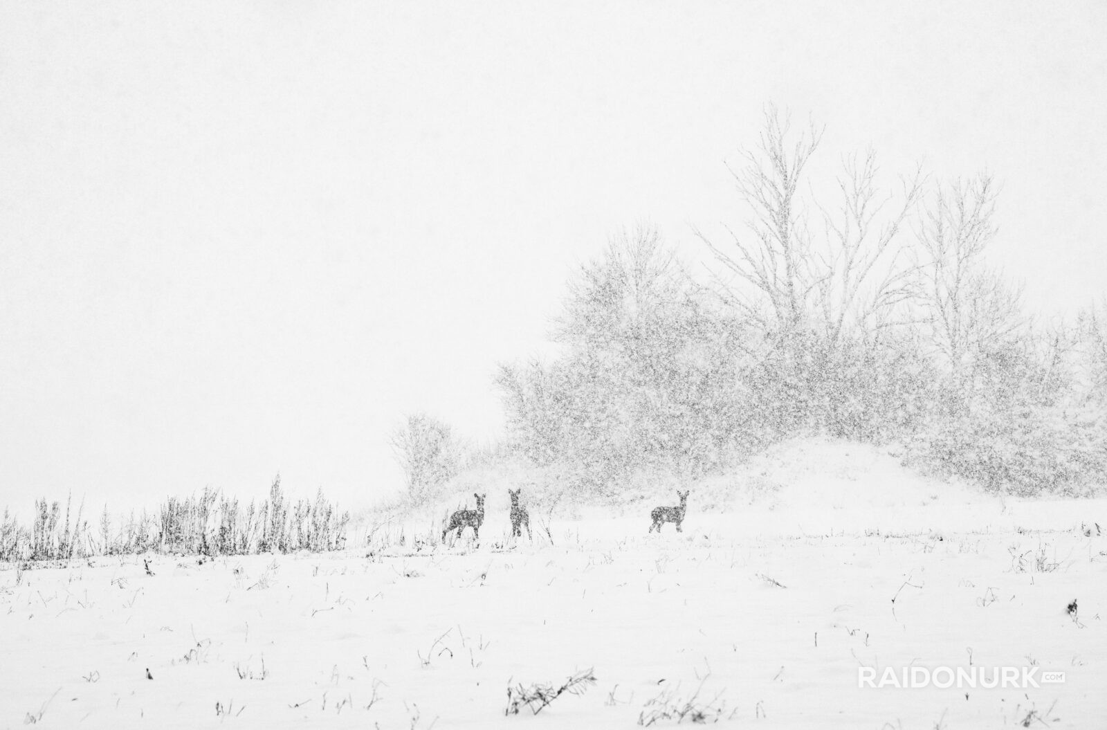 Snow, eesti talv, eesti, visit estonia, snow flood, snowy day, snowy eesto, lumine eesti talv, lumeuputus