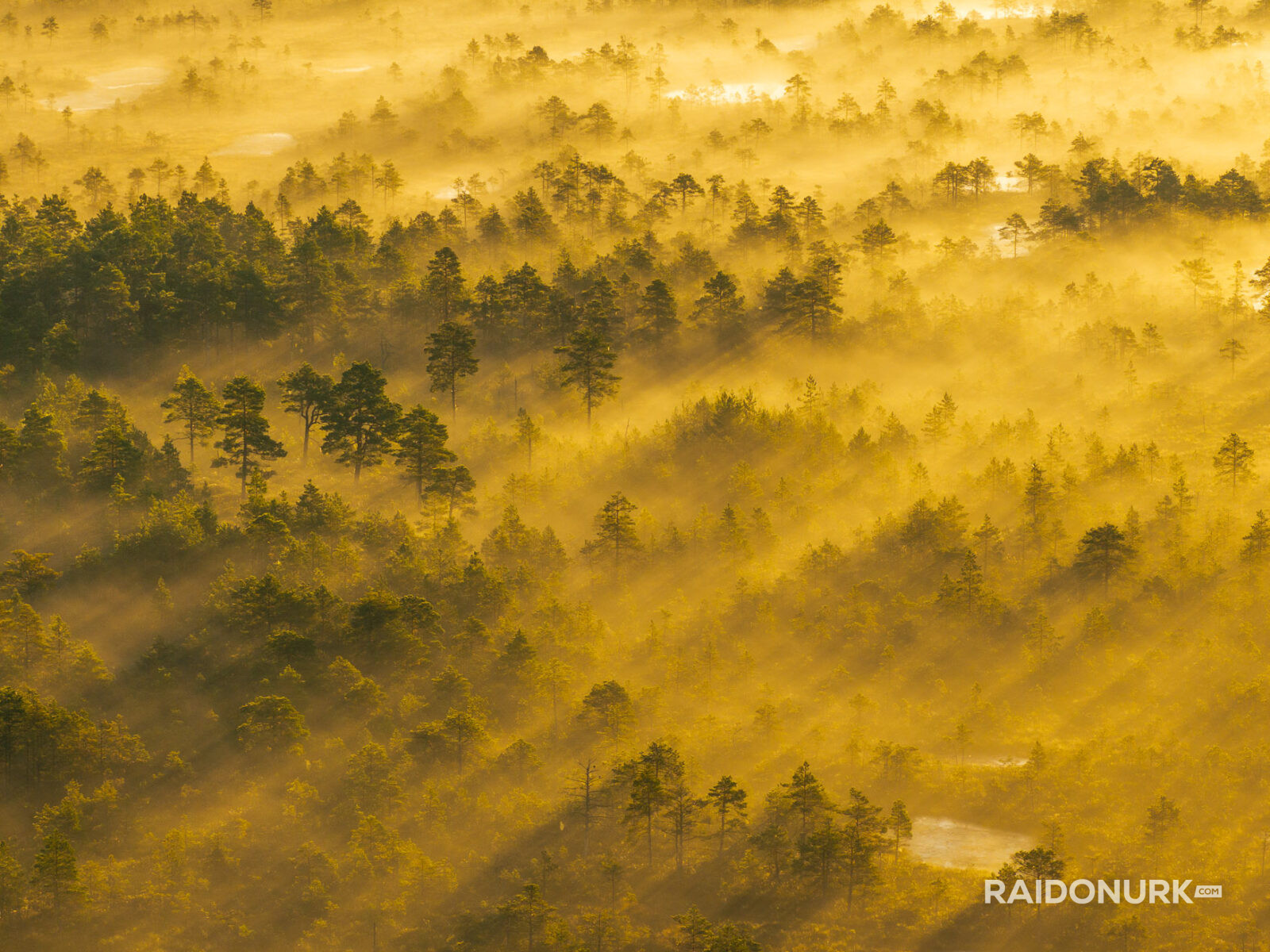 misty forest, morning mist, Nordic landscape, Estonia nature, sunrise photography, foggy morning, layers of mist, pine forest, bog photography, marsh sunrise, golden hour, fine art landscape, wilderness photography, nature fine art, atmospheric landscape, drone-like perspective, solitude in nature, forest layers, Estonian bog, dawn light