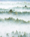 misty forest, morning mist, Nordic landscape, Estonia nature, sunrise photography, foggy morning, layers of mist, pine forest, bog photography, marsh sunrise, golden hour, fine art landscape, wilderness photography, nature fine art, atmospheric landscape, drone-like perspective, solitude in nature, forest layers, Estonian bog, dawn light
