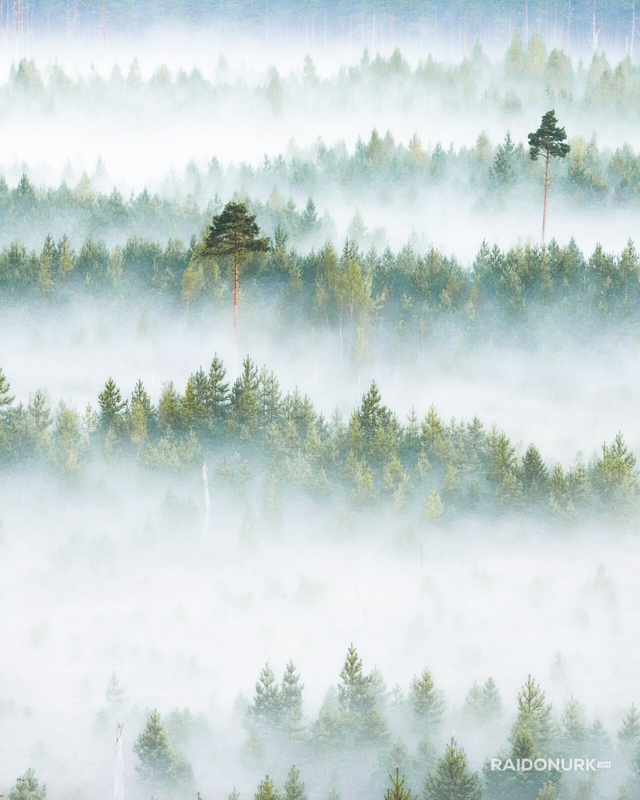 misty forest, morning mist, Nordic landscape, Estonia nature, sunrise photography, foggy morning, layers of mist, pine forest, bog photography, marsh sunrise, golden hour, fine art landscape, wilderness photography, nature fine art, atmospheric landscape, drone-like perspective, solitude in nature, forest layers, Estonian bog, dawn light