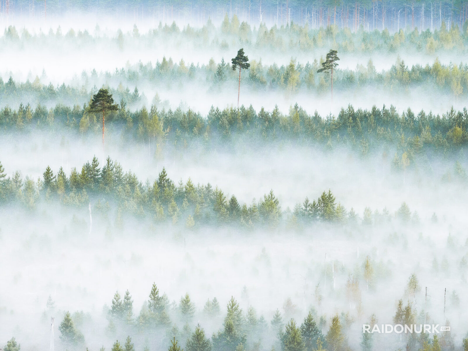 misty forest, morning mist, Nordic landscape, Estonia nature, sunrise photography, foggy morning, layers of mist, pine forest, bog photography, marsh sunrise, golden hour, fine art landscape, wilderness photography, nature fine art, atmospheric landscape, drone-like perspective, solitude in nature, forest layers, Estonian bog, dawn light