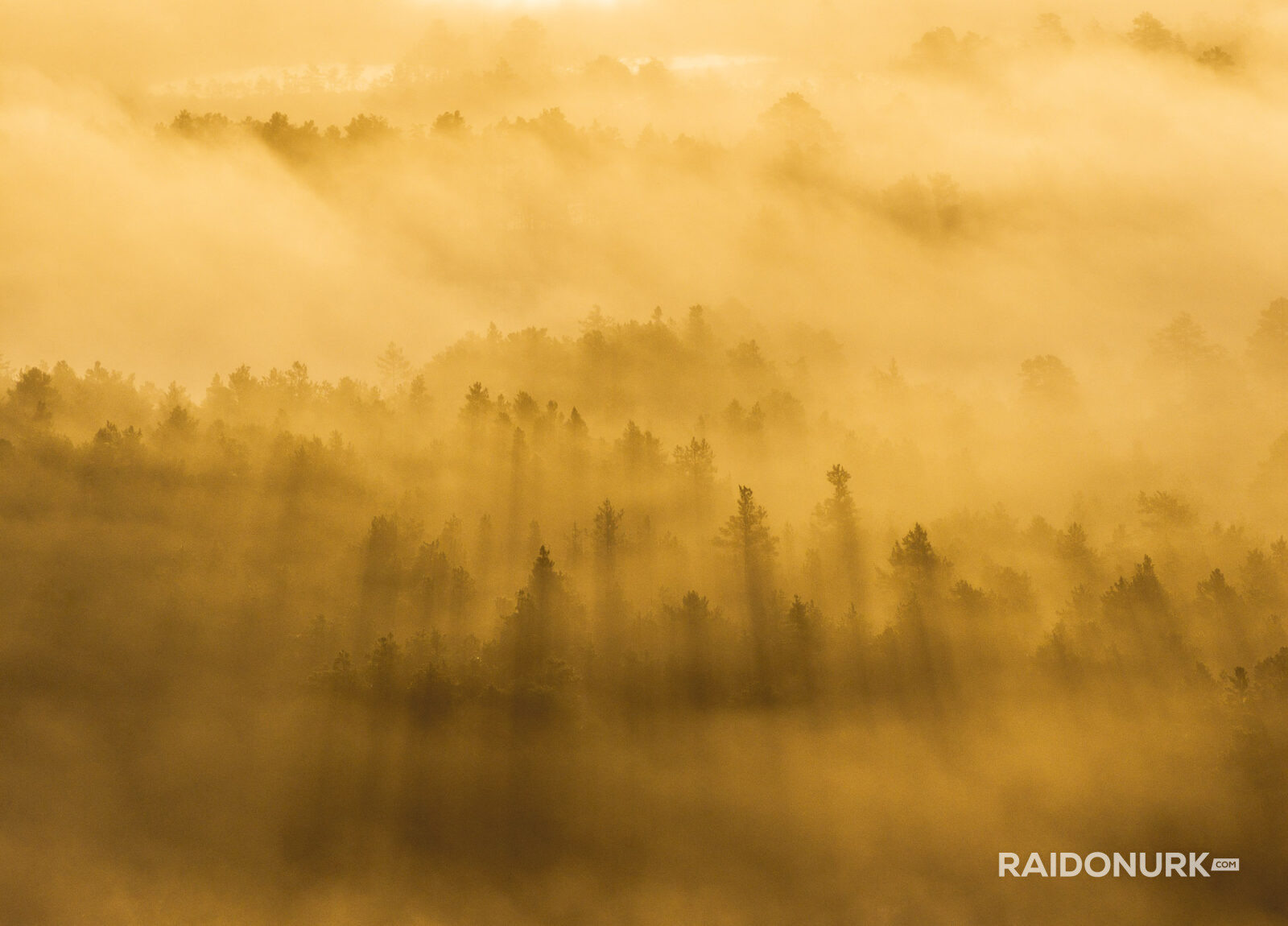 misty forest, morning mist, Nordic landscape, Estonia nature, sunrise photography, foggy morning, layers of mist, pine forest, bog photography, marsh sunrise, golden hour, fine art landscape, wilderness photography, nature fine art, atmospheric landscape, drone-like perspective, solitude in nature, forest layers, Estonian bog, dawn light